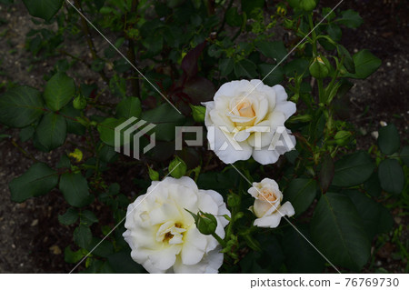 玫瑰花,白色,中間是淡黃色@我的花園,堺市 玫瑰花,白色,中間是淡黃色@我的花園,堺市 76769730
