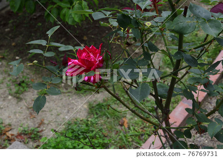 玫瑰花,紅色,白色條紋遍布@家花園,堺市 玫瑰花,紅色,白色條紋遍布@家花園,堺市 76769731
