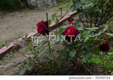 玫瑰花,紅色@家花園,堺市 玫瑰花,紅色@家花園,堺市 76769734