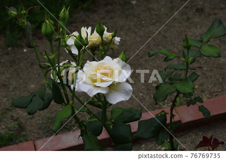 玫瑰花,白色,中間是淡黃色@我的花園,堺市 玫瑰花,白色,中間是淡黃色@我的花園,堺市 76769735