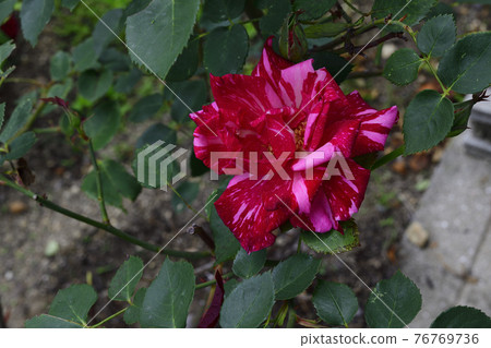 玫瑰花,紅色,白色條紋遍布@家花園,堺市 玫瑰花,紅色,白色條紋遍布@家花園,堺市 76769736