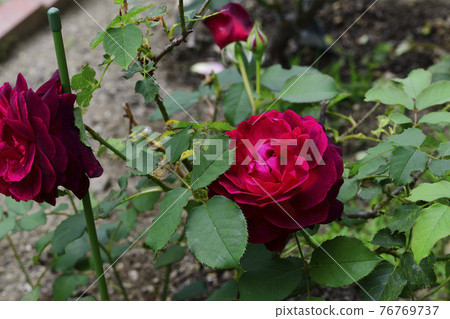 玫瑰花,紅色@家花園,堺市 玫瑰花,紅色@家花園,堺市 76769737