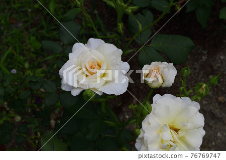 玫瑰花，白色，中間是淡黃色@我的花園，堺市 76769747