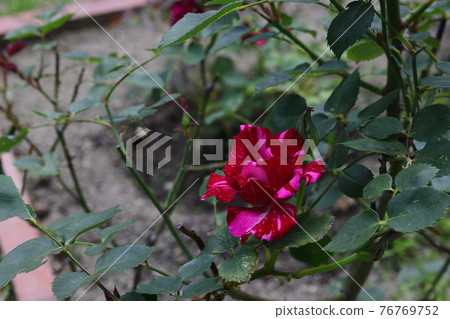 玫瑰花,深紅色@家花園,堺市 玫瑰花,深紅色@家花園,堺市 76769752