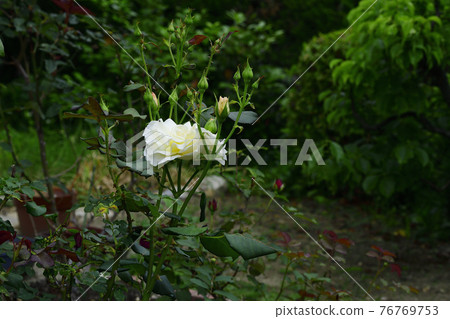 玫瑰花,白色,中間是淡黃色@我的花園,堺市 玫瑰花,白色,中間是淡黃色@我的花園,堺市 76769753