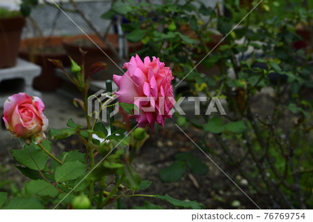 玫瑰花,淺紅/深粉紅@家花園,堺市 玫瑰花,淺紅/深粉紅@家花園,堺市 76769754