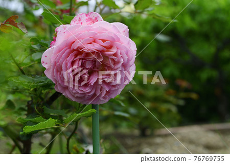 玫瑰花,淺紅/深粉紅@家花園,堺市 玫瑰花,淺紅/深粉紅@家花園,堺市 76769755