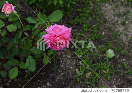 玫瑰花,淺紅/深粉紅@家花園,堺市 玫瑰花,淺紅/深粉紅@家花園,堺市 76769759