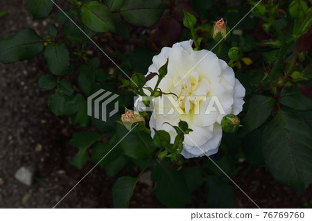 玫瑰花,白色,中間是淡黃色@我的花園,堺市 玫瑰花,白色,中間是淡黃色@我的花園,堺市 76769760