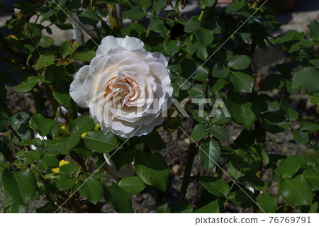 Rose flower, white, pale yellow in the center @ my garden, Sakai City Rose flower, white, pale yellow in the center @ my garden, Sakai City 76769791