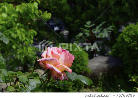 玫瑰花，淡紅色/粉紅色@家花園，堺市 76769799