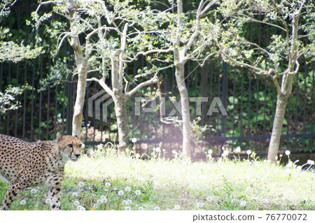 Cheetah Cheetah 76770072