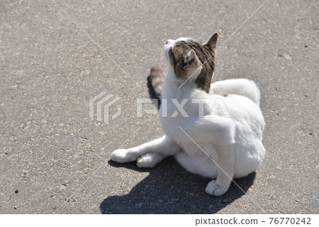 Cat of Tashirojima Cat of Tashirojima 76770242