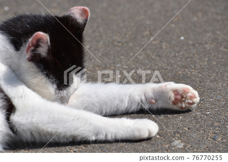 Cat of Tashirojima 76770255