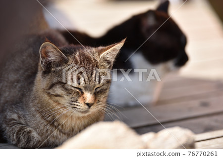 Cat of Tashirojima 76770261