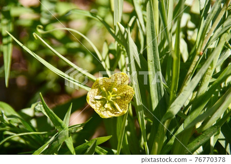 Flower of Amigasa lily 76770378