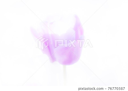 Tulips with a soft atmosphere Tulips with a soft atmosphere 76770387