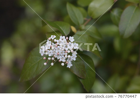 Laurustinus 76770447