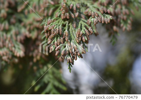 False cypress 76770479