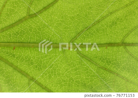楓樹草莓(秋葉草莓)的葉脈 楓樹草莓(秋葉草莓)的葉脈 76771153
