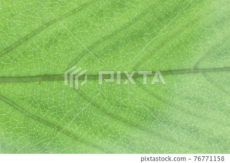 楓樹草莓(秋葉草莓)的葉脈 楓樹草莓(秋葉草莓)的葉脈 76771158