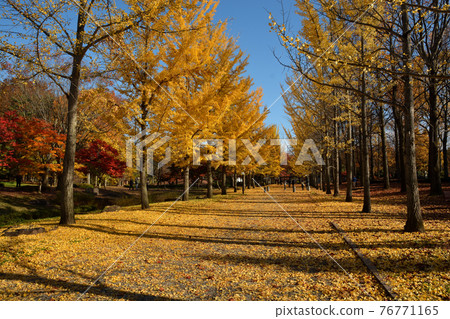 Yamagata General Athletic Park in Autumn 76771165