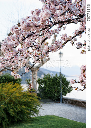 Cherry branches in bloom above green grass and bushes by the water. 76771166