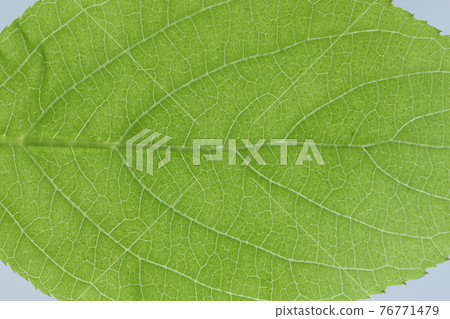 Young leaves and veins of Kobanogamazumi (small leaf Gamo) Young leaves and veins of Kobanogamazumi (small leaf Gamo) 76771479