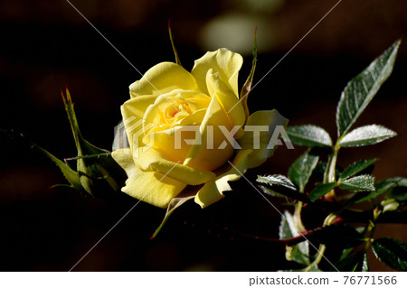 Yellow rose (modern rose Sonnekinto) flowers blooming in the botanical garden of Jindaiji Motomachi, Chofu City Yellow rose (modern rose Sonnekinto) flowers blooming in the botanical garden of Jindaiji Motomachi, Chofu City 76771566