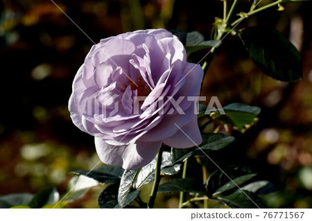 A pale blue-purple rose (modern rose blue bayu) flower blooming in the botanical garden of Jindaiji Motomachi, Chofu City 76771567