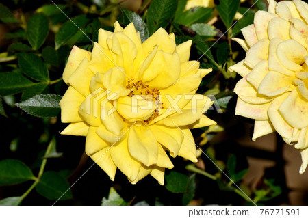 Yellow rose (modern rose Sonnekinto) flowers blooming in the botanical garden of Jindaiji Motomachi, Chofu City Yellow rose (modern rose Sonnekinto) flowers blooming in the botanical garden of Jindaiji Motomachi, Chofu City 76771591