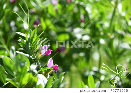 Karasuno pea(Kono Beans) Karasuno pea(Kono Beans) 76771936