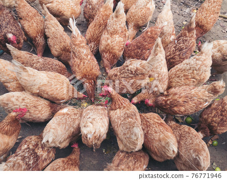 Chickens on traditional free range poultry farm 76771946