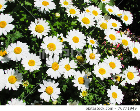 普通的白花菊,牛眼菊。 普通的白花菊,牛眼菊。 76771949