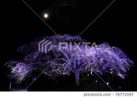 Sakura no Sato（夜櫻花）垂枝櫻花 76772097