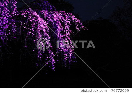 Weeping cherry blossoms at Sakura no Sato (night cherry blossoms) Weeping cherry blossoms at Sakura no Sato (night cherry blossoms) 76772099
