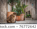 Cat sitting in streets of Old Town Dubrovnik  76772642