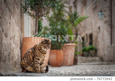 Cat sitting in streets of Old Town Dubrovnik Cat sitting in streets of Old Town Dubrovnik 76772642