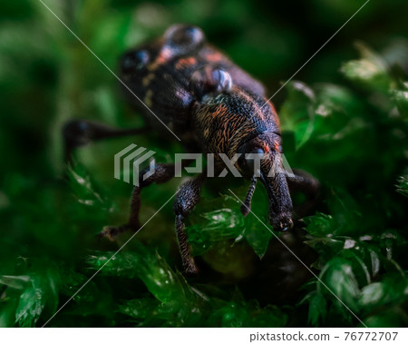Macrophotography of a snout beetle. Bug in the moss Macrophotography of a snout beetle. Bug in the moss 76772707