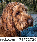 Portrait of a Red Cockapoo dog sitting 76772720