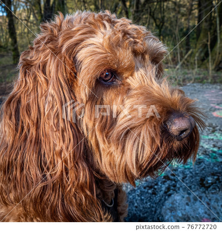 Portrait of a Red Cockapoo dog sitting 76772720