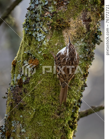 Treecreeper in on old tree trunk 76772721