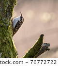 Common Treecreeper in evening sunlight 76772722