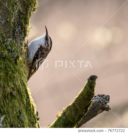 Common Treecreeper in evening sunlight Common Treecreeper in evening sunlight 76772722