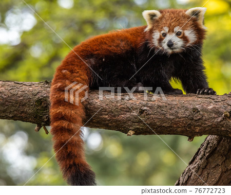 Red Panda on a tree branch 76772723