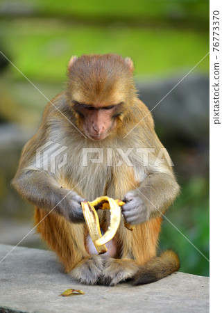 Monkey eating banana Monkey eating banana 76773370