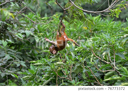 Playing macaque monkey in the jungle Playing macaque monkey in the jungle 76773372