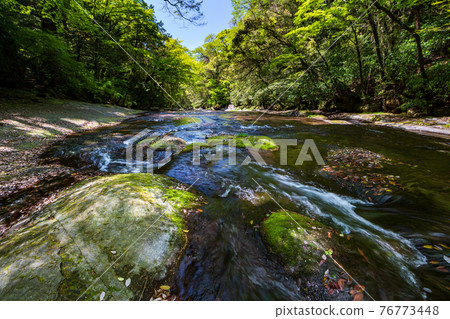 Beautiful scenery of Kikuchi Gorge when it was fresh green Beautiful scenery of Kikuchi Gorge when it was fresh green 76773448