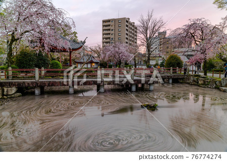 日落和櫻花步道 日落和櫻花步道 76774274