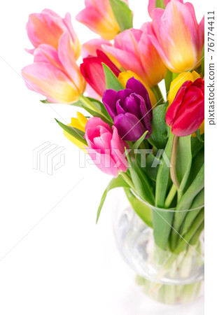 Many beautiful colorful tulips with leaves in a glass vase isolated on transparent background. Photo with fresh spring flowers for any festive design Many beautiful colorful tulips with leaves in a glass vase isolated on transparent background. Photo with fresh spring flowers for any festive design 76774411